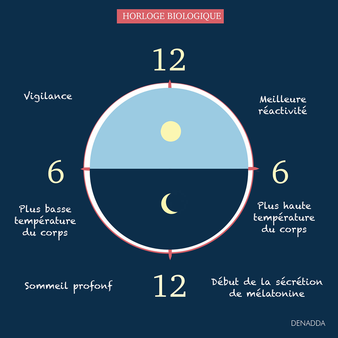Un cercle représentant l'Horloge biologique et le cycle circadien. Dessiné par Denadda.